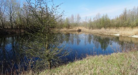 Helenai tavak a Dunakiliti tározótérben, 2016. március 31.-én