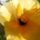 Hibiscus03_1098552_9869_t