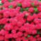hortenzia piros1