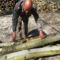 Hosztoló, a fakitermelés kézi munkaeszköze, Dunasziget, 2016. március 31.-én