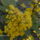 Klubvezeto_6_mahonia_198013_29752_t