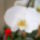 Orchidea_198894_50533_t