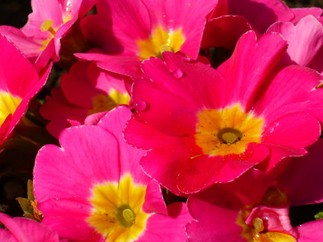 primula