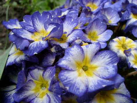 Primula