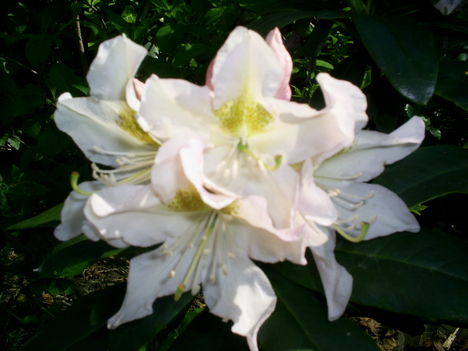 Rododendron