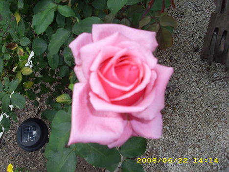 rózsák 1