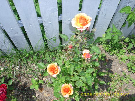 rózsák 2