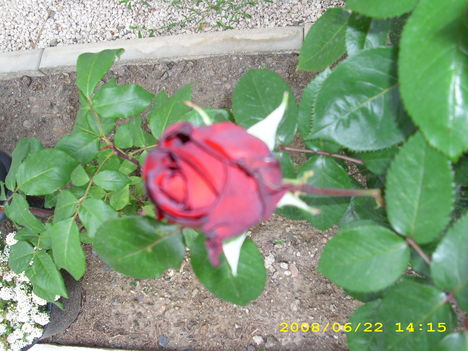 rózsák 3