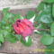 rózsák 3