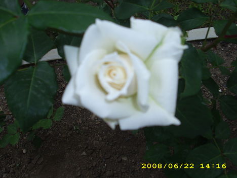 rózsák 5