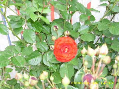 rózsák 9