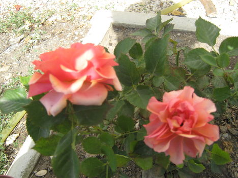 rózzák 1