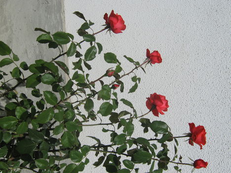 rózzák 2