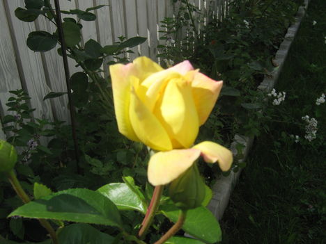 rózzák 7