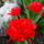 Tulipan-002_1098684_4061_t