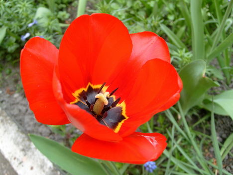 Tulipán