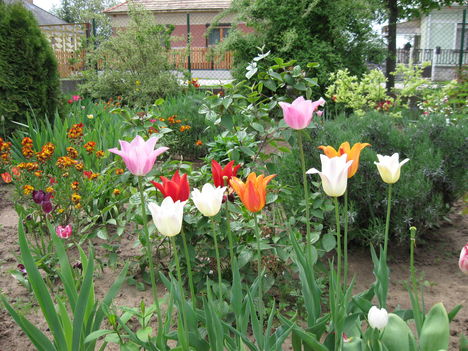 tulipánjaim