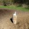 Vadetető sónyalatója a Tejfalui ágrendszerben a Sebes ág jobb partján 2016.március 31.-én (1)