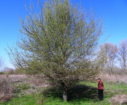 Virágzásra készül a vadkörtefa a Dunakiliti tározótérben a Benda bal partján 2016.március 31.-én