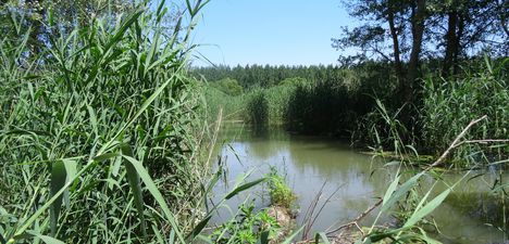 Árvai vizes élőhely  (tó) rávezető csatornája, Ásványráró 2016. június 07.-én