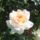 Viragok_1-028_1991954_4015_t