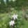 Viragok_10-021_1991963_3269_t
