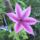 Viragok_12-020_1991965_1228_t