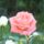 Viragok_13-020_1991966_9819_t