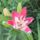 Viragok_15-015_1991968_3297_t