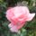 Viragok_18-008_1991971_6462_t