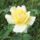 Viragok_30-008_1991983_6438_t