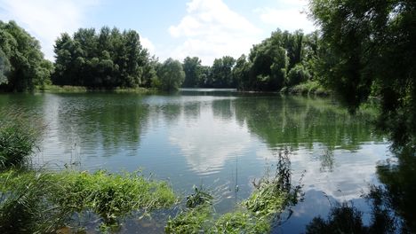 Vízafogó Duna-ág a Bagaméri mellékágrendszerben, Ásványráró, 2016. június 03.-án 2