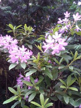 Elvirágzott a Rododendron virága