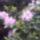 Elviragzott_a_rododendron_viraga_1992216_9132_t