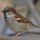 Passer_domesticus_male_15_1992117_7496_t