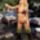 Horgasz_lany_1993673_7771_t