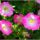 Petunia01_1993791_7205_t