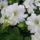 Petunia_dreams_white2_1993792_9865_t