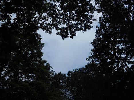 A fák szívet rajzoltak az égre....Dáma Lovag Erdős Anna