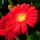 Gerbera_1995980_2287_t