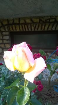 Imádom a rózsákat és a rózsámat ! Ma ezek a virágok nyílnak. 7