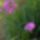 Imadom_a_rozsakat_es_a_rozsamat__ma_ezek_a_viragok_nyilnak_9_1995042_7295_t