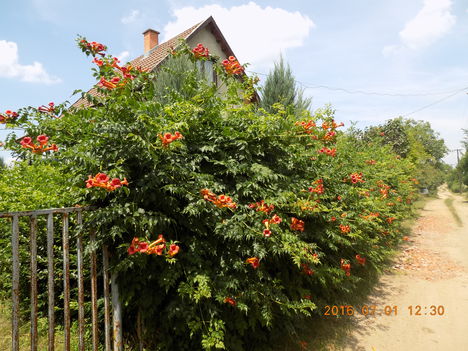 Kertünkből 2016