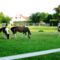 Legelésző lovak az Úgó és a Mosoni-Duna melletti falu részen , Halászi 2016. június 24.-én 1