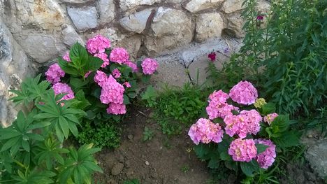Ma ezek a virágok szépítik kertemet. 4
