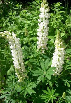 530_2788_streamside_lupin_bg