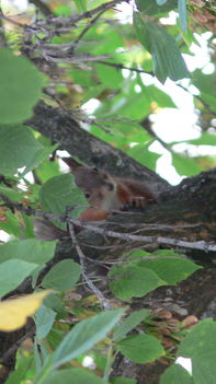 Ablakunkból júliusban-mókus kukucskál a fáról