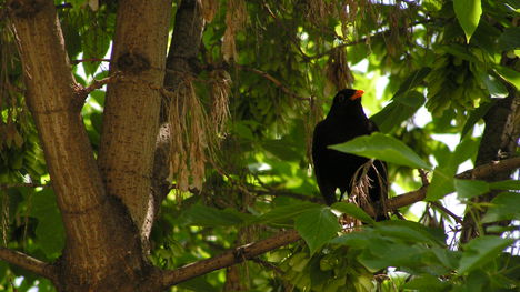 Ablakunkból-májusban - feketerigó énekel a szobaablakunk előtt lévő fáról