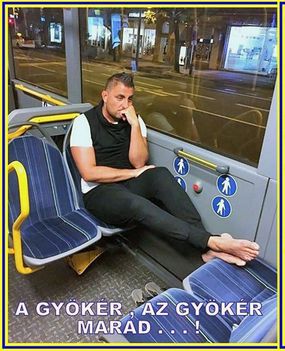 Gyökér!