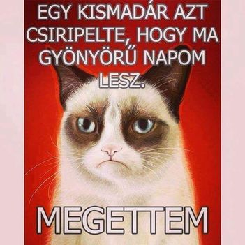 Kismadár!